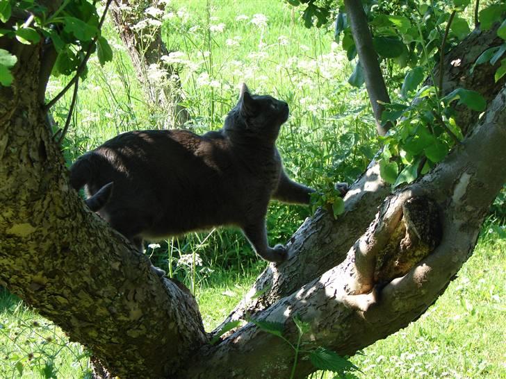 Huskat smukke billede 2