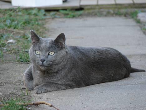 Huskat smukke billede 3