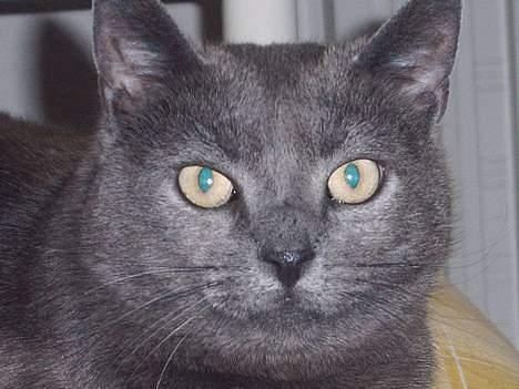 Huskat smukke billede 4