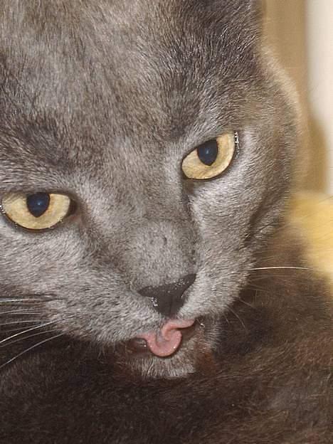 Huskat smukke billede 5