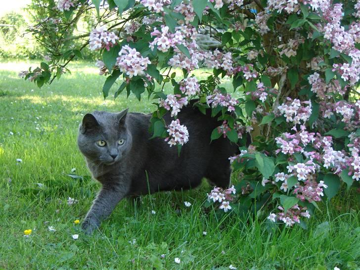 Huskat smukke billede 6