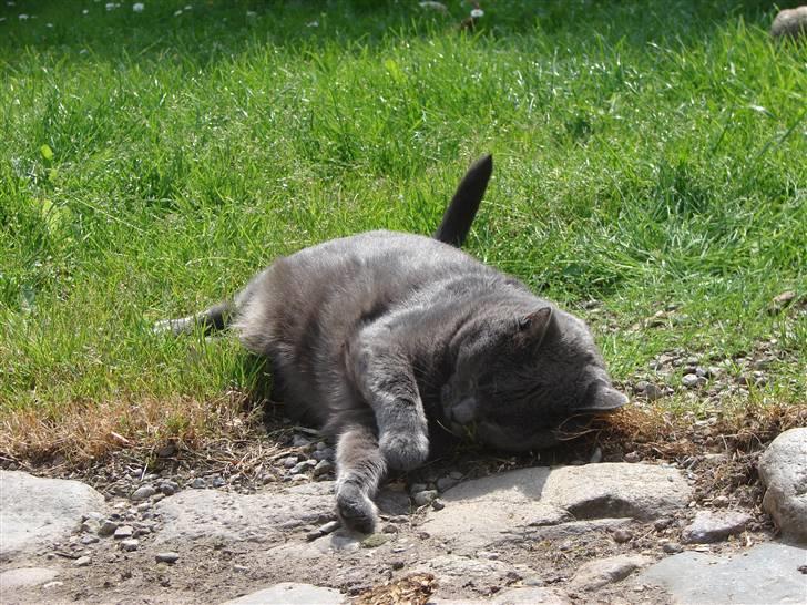 Huskat smukke billede 7