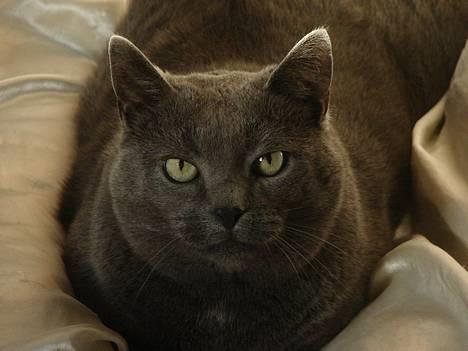 Huskat smukke billede 8