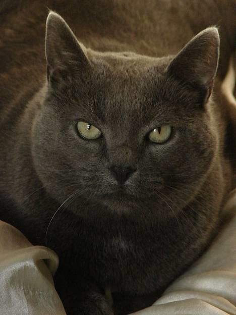 Huskat smukke billede 9