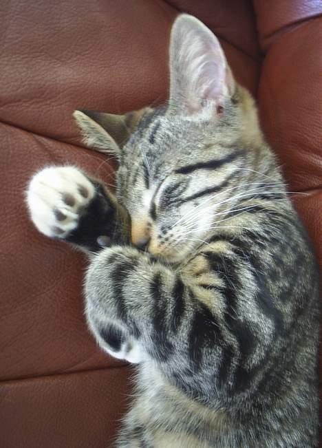 Blanding af racer Neo <3 Død.. :´( - Dejlig med en lur..  billede 1