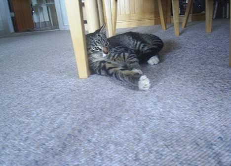 Blanding af racer Neo <3 Død.. :´( - Skal i forstyrre hele tiden, prøver at sove.. ;) billede 2