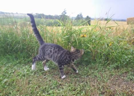 Blanding af racer Neo <3 Død.. :´( - Leder efter noget jeg kan jage..  billede 3