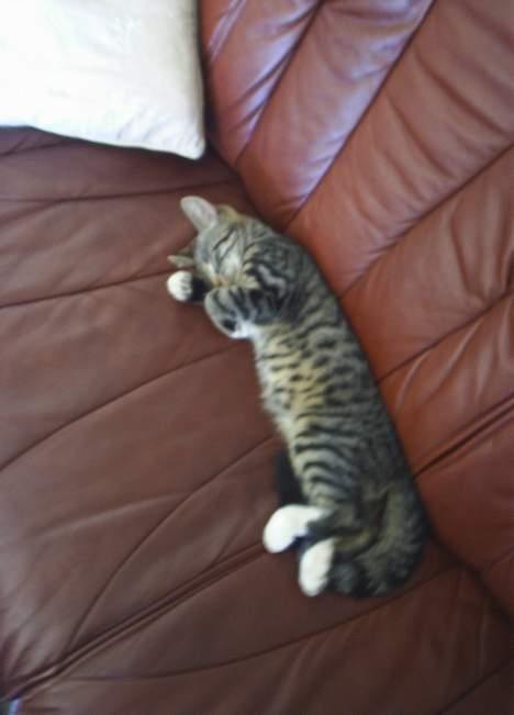 Blanding af racer Neo <3 Død.. :´( - Sove kan man altid..  billede 4