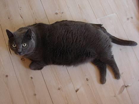 Huskat smukke billede 10