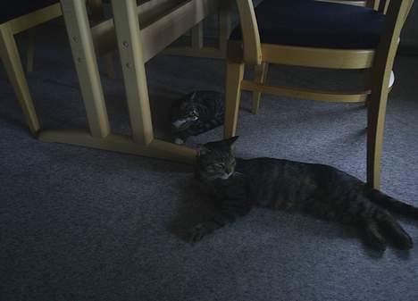 Blanding af racer Neo <3 Død.. :´( - Her ligger vi lige og hygge lidt.. :) billede 5