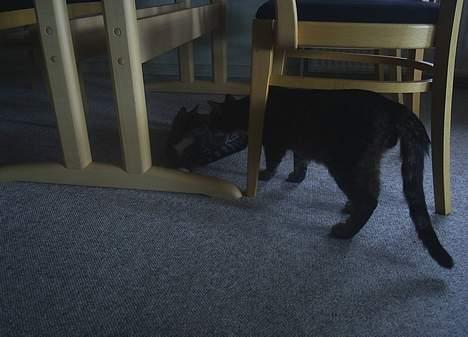 Blanding af racer Neo <3 Død.. :´( - Så er bror man lige over og snuse lidt.. :) billede 6