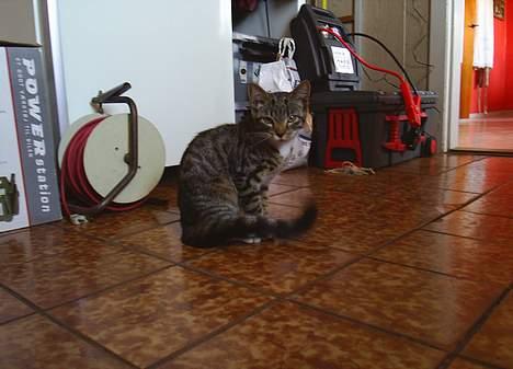 Blanding af racer Neo <3 Død.. :´( - Ja jeg ved godt at jeg er smuk.. ;) billede 7