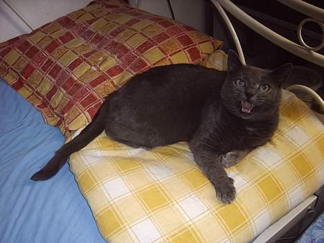 Huskat smukke billede 11