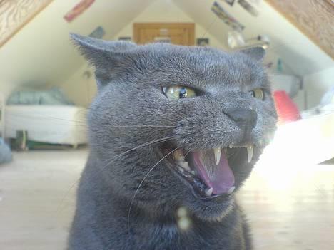 Huskat smukke billede 12