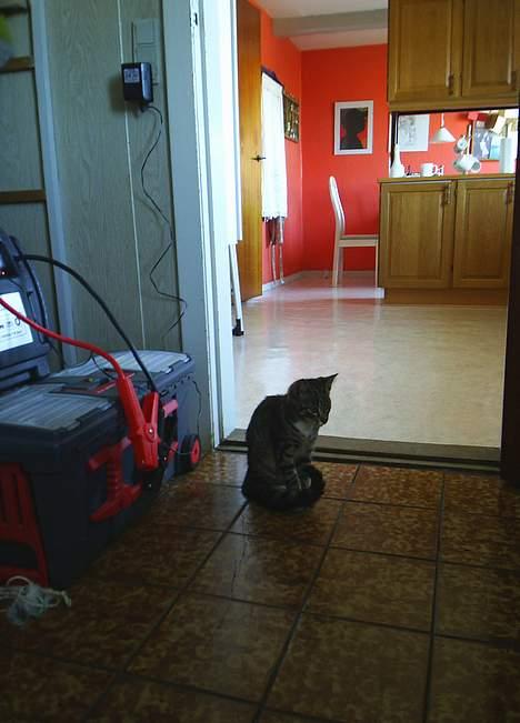 Blanding af racer Neo <3 Død.. :´( - Står lige og overvejer om jeg skal gå ind og drille bror man..  billede 8