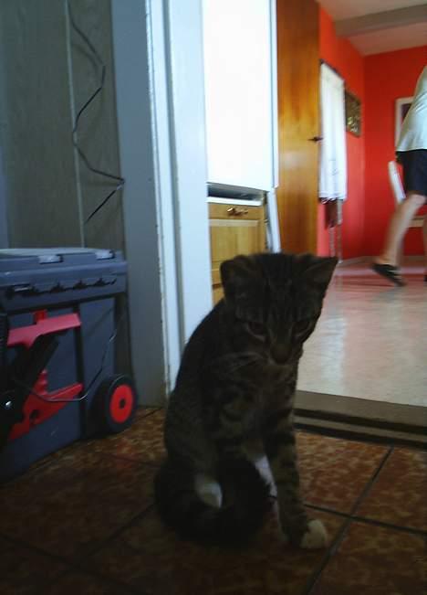 Blanding af racer Neo <3 Død.. :´( - Hvad mon mor går og laver ude i køkkenet..  billede 9