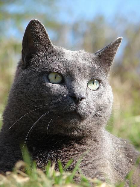 Huskat smukke billede 13