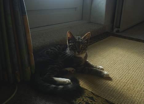 Blanding af racer Neo <3 Død.. :´( - Kan man da aldrig få lov til at sove..  billede 10