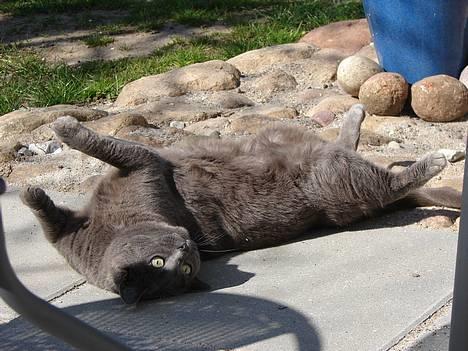 Huskat smukke billede 14