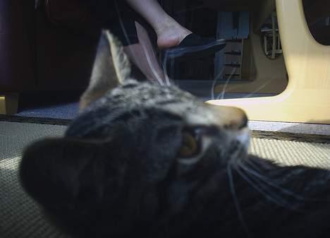 Blanding af racer Neo <3 Død.. :´( - Hey nu vil jeg altså sove.. I FRED OG RO..  billede 11