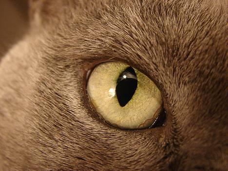 Huskat smukke billede 15