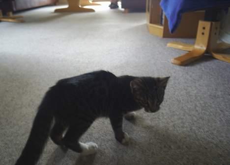 Blanding af racer Neo <3 Død.. :´( - Hvad skal jeg dog lave billede 12