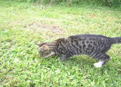 Blanding af racer Neo <3 Død.. :´( - Hmmm finder ikke rigtig noget.. billede 13