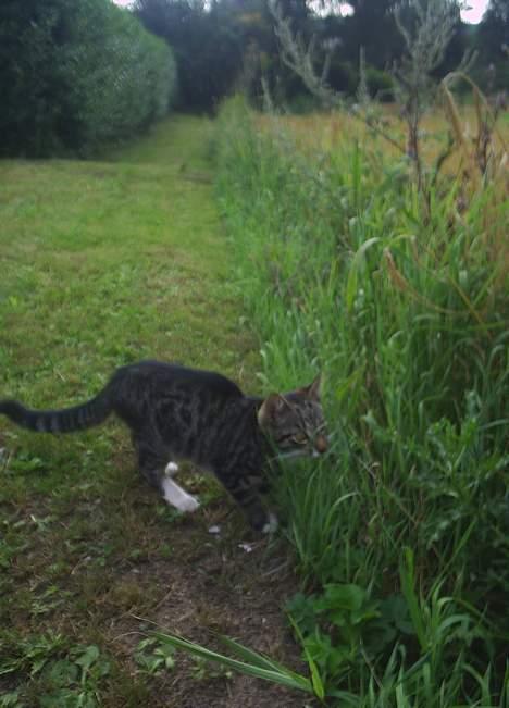 Blanding af racer Neo <3 Død.. :´( - Var der mon noget der..  billede 14