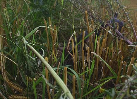 Blanding af racer Neo <3 Død.. :´( - Der er heller ikke rigtig noget her inde..  billede 15