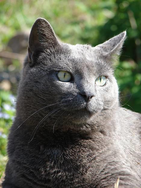 Huskat smukke billede 16