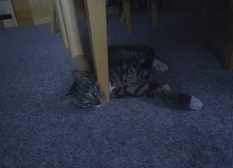 Blanding af racer Neo <3 Død.. :´( - Det er sq en underlig måde at ligge på.. :) billede 16