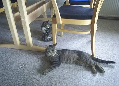 Blanding af racer Neo <3 Død.. :´( - Uhh her har i så mig og bror man Clio.. :P billede 17