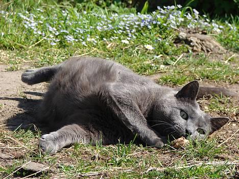 Huskat smukke billede 17
