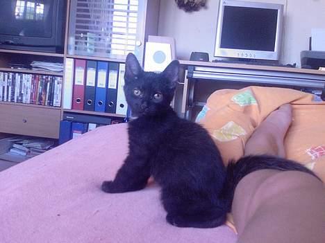 Huskat Mikkel billede 1