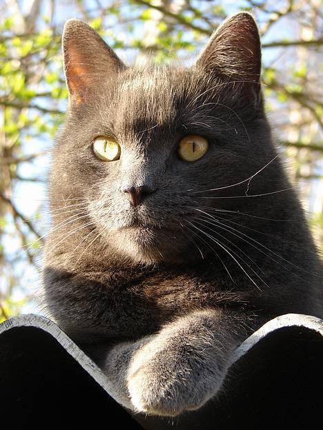 Huskat findus billede 1