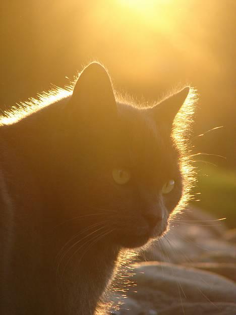 Huskat findus billede 2