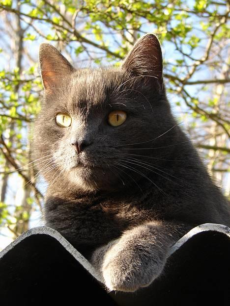 Huskat findus billede 3