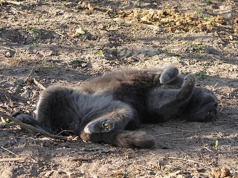 Huskat findus billede 4