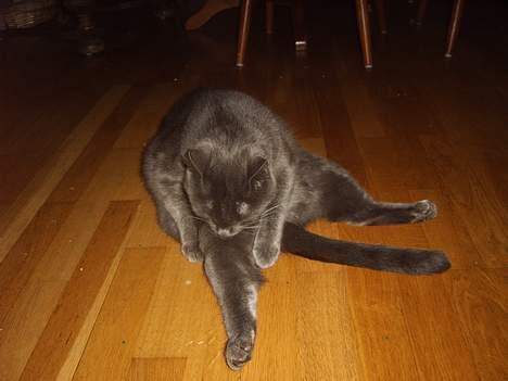 Huskat findus billede 5