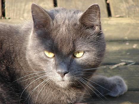 Huskat findus billede 6