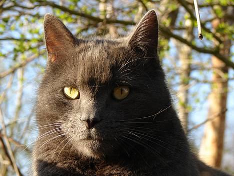 Huskat findus billede 7