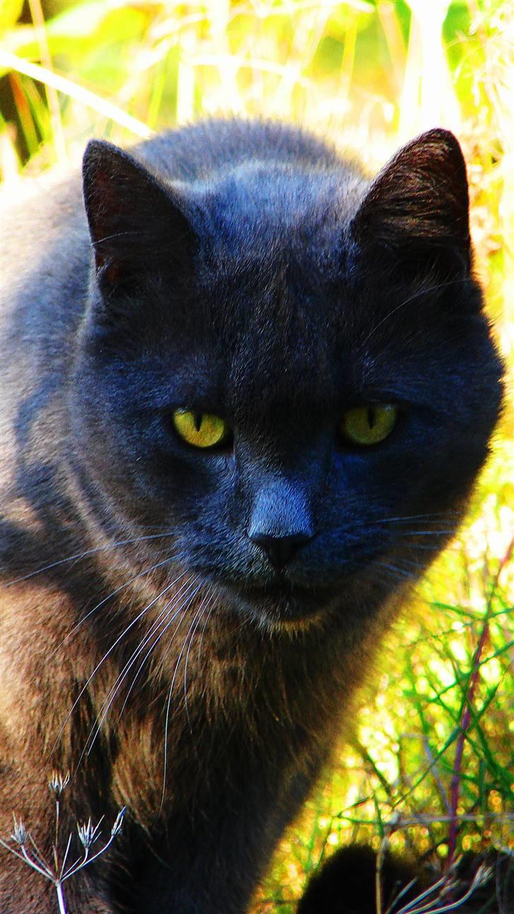 Huskat findus billede 8