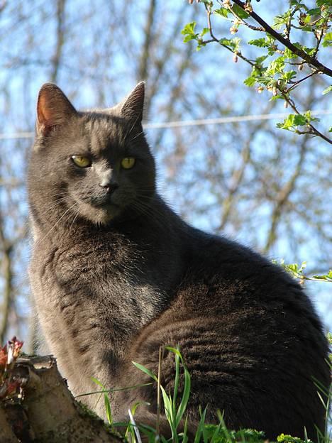 Huskat findus billede 9