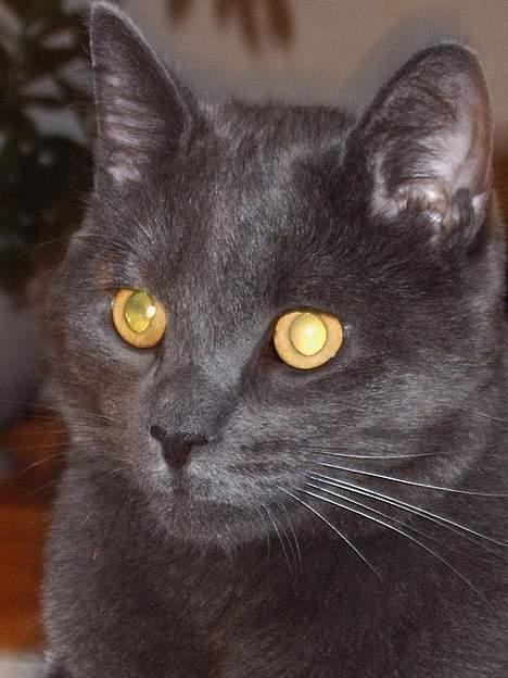 Huskat findus billede 10