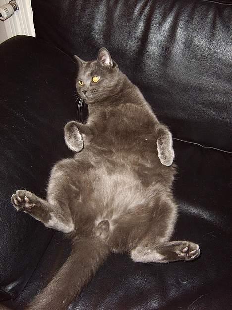 Huskat findus billede 11