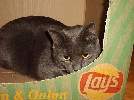 Huskat findus billede 12