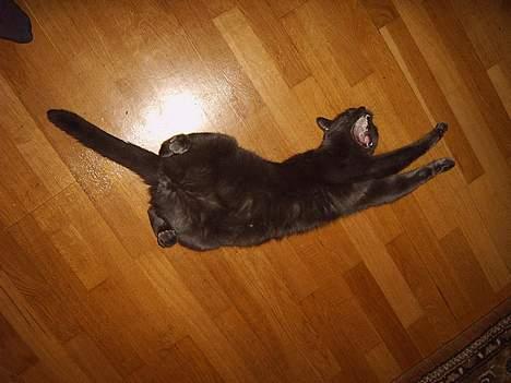 Huskat findus billede 13