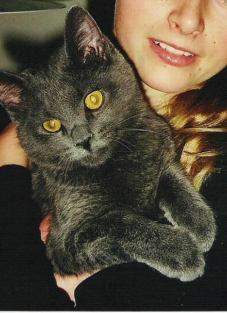 Huskat findus billede 14