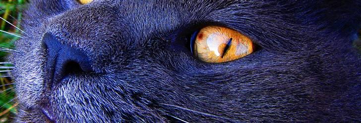 Huskat findus billede 15