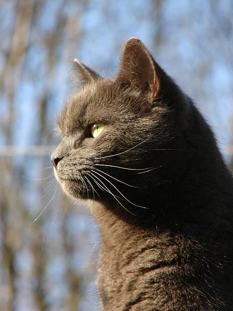 Huskat findus billede 16